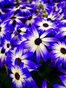 Preview wallpaper osteospermum, flowers, flowerbed, purple