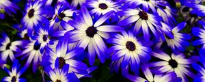 Preview wallpaper osteospermum, flowers, flowerbed, purple