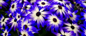 Preview wallpaper osteospermum, flowers, flowerbed, purple