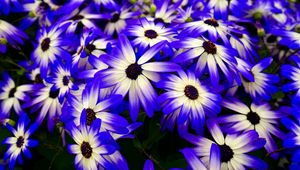 Preview wallpaper osteospermum, flowers, flowerbed, purple