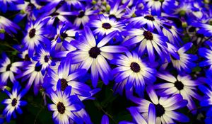 Preview wallpaper osteospermum, flowers, flowerbed, purple