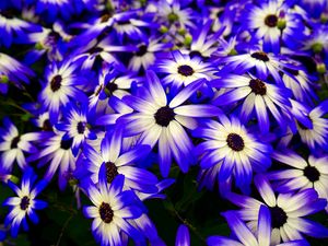 Preview wallpaper osteospermum, flowers, flowerbed, purple