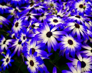 Preview wallpaper osteospermum, flowers, flowerbed, purple