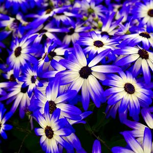 Preview wallpaper osteospermum, flowers, flowerbed, purple