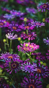 Preview wallpaper osteospermum, flowers, flowerbed, bloom