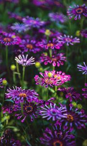 Preview wallpaper osteospermum, flowers, flowerbed, bloom