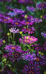 Preview wallpaper osteospermum, flowers, flowerbed, bloom