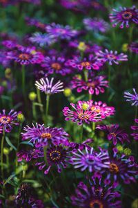 Preview wallpaper osteospermum, flowers, flowerbed, bloom