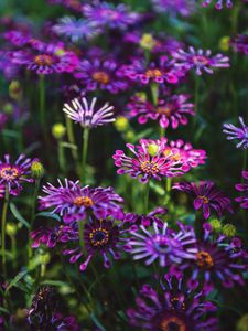 Preview wallpaper osteospermum, flowers, flowerbed, bloom