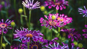 Preview wallpaper osteospermum, flowers, flowerbed, bloom