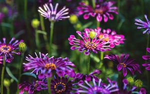 Preview wallpaper osteospermum, flowers, flowerbed, bloom