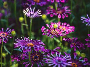 Preview wallpaper osteospermum, flowers, flowerbed, bloom