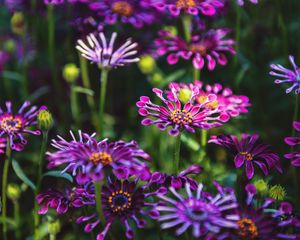 Preview wallpaper osteospermum, flowers, flowerbed, bloom