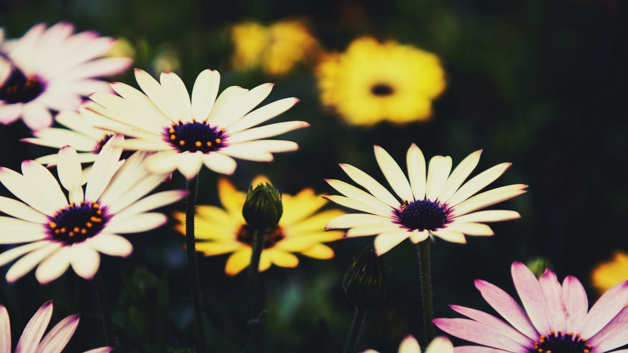 Wallpaper osteospermum, flowers, flowerbed, african daisies