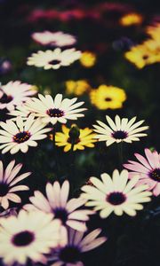 Preview wallpaper osteospermum, flowers, flowerbed, african daisies