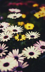 Preview wallpaper osteospermum, flowers, flowerbed, african daisies