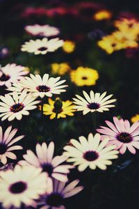 Preview wallpaper osteospermum, flowers, flowerbed, african daisies