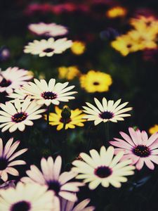 Preview wallpaper osteospermum, flowers, flowerbed, african daisies