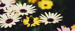 Preview wallpaper osteospermum, flowers, flowerbed, african daisies