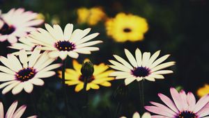 Preview wallpaper osteospermum, flowers, flowerbed, african daisies