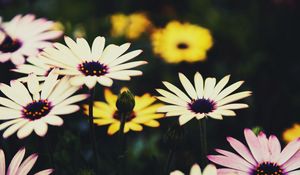 Preview wallpaper osteospermum, flowers, flowerbed, african daisies