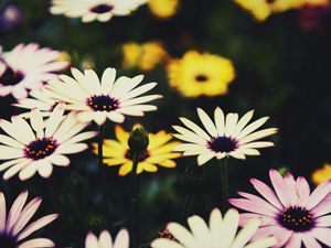 Preview wallpaper osteospermum, flowers, flowerbed, african daisies