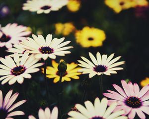 Preview wallpaper osteospermum, flowers, flowerbed, african daisies