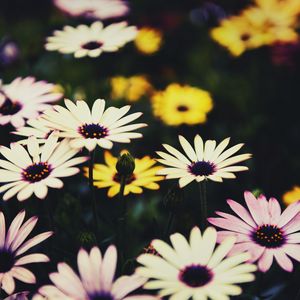 Preview wallpaper osteospermum, flowers, flowerbed, african daisies