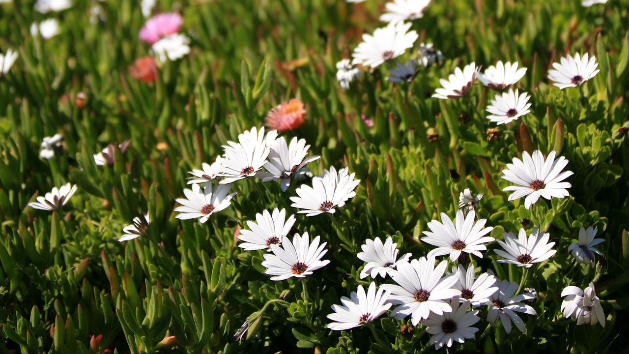 Wallpaper osteospermum, flowers, white, grass, hill, blur