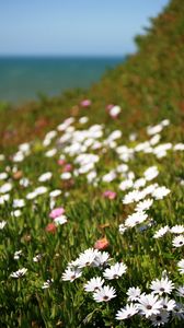 Preview wallpaper osteospermum, flowers, white, grass, hill, blur