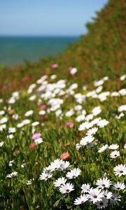 Preview wallpaper osteospermum, flowers, white, grass, hill, blur