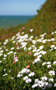 Preview wallpaper osteospermum, flowers, white, grass, hill, blur