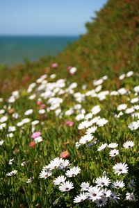 Preview wallpaper osteospermum, flowers, white, grass, hill, blur