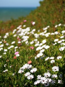 Preview wallpaper osteospermum, flowers, white, grass, hill, blur