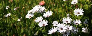 Preview wallpaper osteospermum, flowers, white, grass, hill, blur