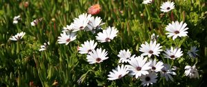 Preview wallpaper osteospermum, flowers, white, grass, hill, blur