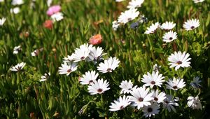 Preview wallpaper osteospermum, flowers, white, grass, hill, blur