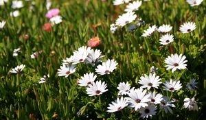 Preview wallpaper osteospermum, flowers, white, grass, hill, blur