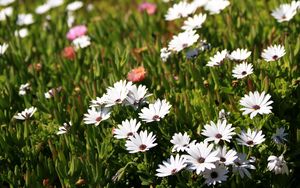 Preview wallpaper osteospermum, flowers, white, grass, hill, blur