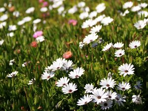 Preview wallpaper osteospermum, flowers, white, grass, hill, blur