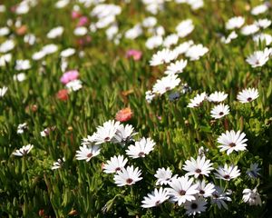 Preview wallpaper osteospermum, flowers, white, grass, hill, blur