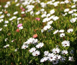 Preview wallpaper osteospermum, flowers, white, grass, hill, blur