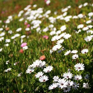 Preview wallpaper osteospermum, flowers, white, grass, hill, blur