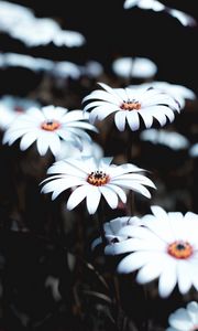 Preview wallpaper osteospermum, flowers, white, bloom, plant