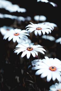 Preview wallpaper osteospermum, flowers, white, bloom, plant