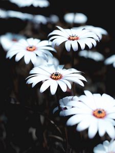 Preview wallpaper osteospermum, flowers, white, bloom, plant