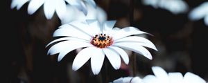 Preview wallpaper osteospermum, flowers, white, bloom, plant