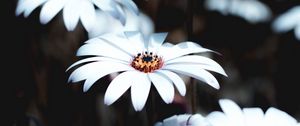 Preview wallpaper osteospermum, flowers, white, bloom, plant