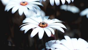 Preview wallpaper osteospermum, flowers, white, bloom, plant