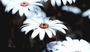 Preview wallpaper osteospermum, flowers, white, bloom, plant